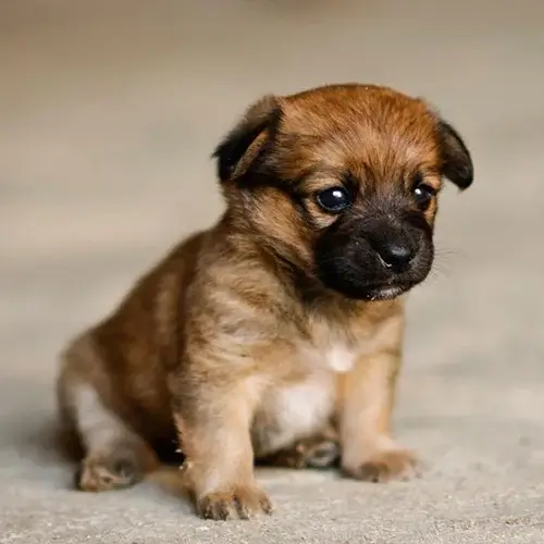Border Terrier