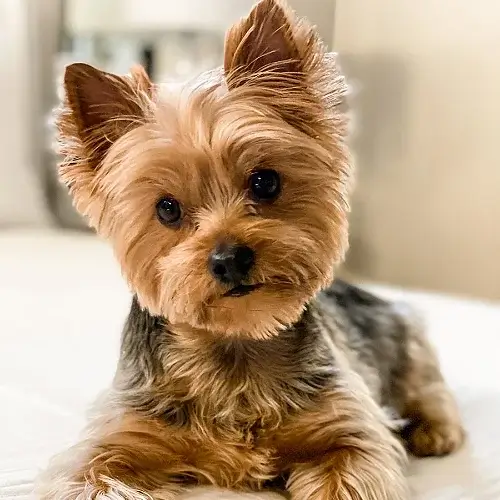 Yorkshire Terrier puppy