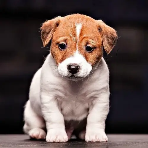 Jack Russell Terrier puppy