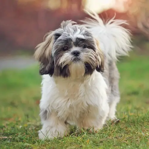 Small Breed